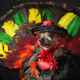 Eli, a chihuahua, pretends to be a Thanksgiving turkey at the Tompkins Square Halloween Dog Parade on October 20, 2012.